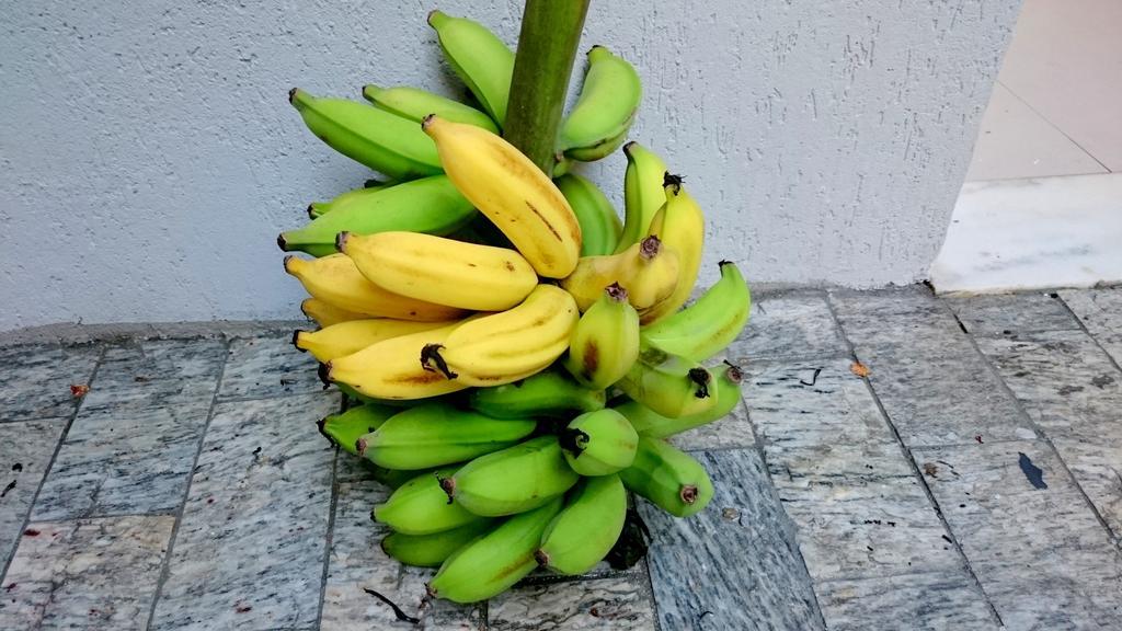 Gavea Bnb Rio de Janeiro Buitenkant foto