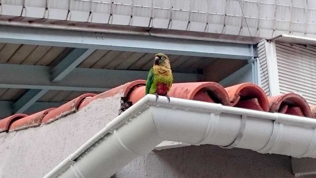 Gavea Bnb Rio de Janeiro Buitenkant foto